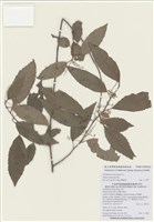 藏品(臺灣山桂花)的圖片